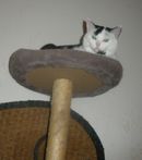 Rozkoška na škrabadle.jpg